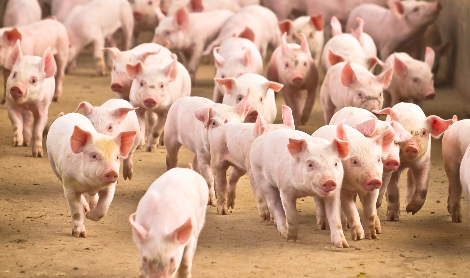 Fewer Pigs, Cleaner Air: Why The Netherlands Is Cutting Back on Pork